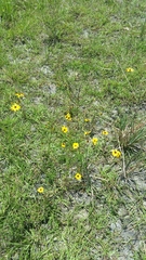 Coreopsis leavenworthii
