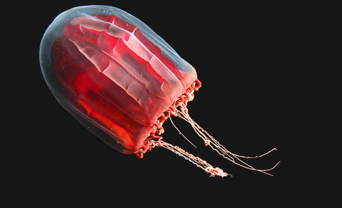 Red Paper Lantern Jelly
