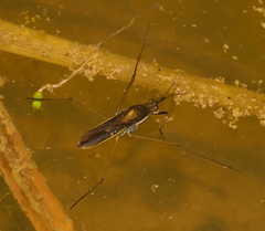Gerris thoracicus