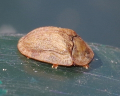 Hypocassida subferruginea