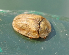 Hypocassida subferruginea