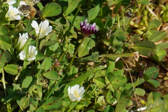 Trifolium variegatum