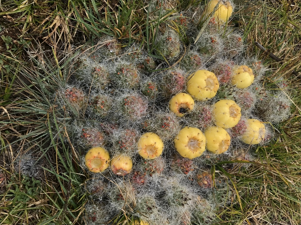 Austrocylindropuntieae
