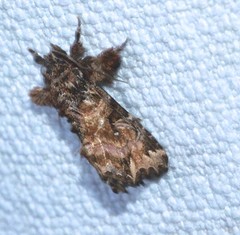 Callopistria rivularis