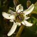 Passiflora bogotensis - Photo (c) Manuel Ortiz, some rights reserved (CC BY-NC), uploaded by Manuel Ortiz