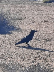 Corvus ruficollis