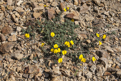 Lotus tetraphyllus