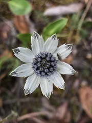 Eryngium humile