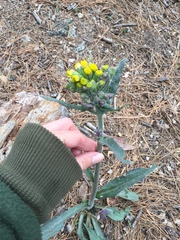 Senecio aronicoides