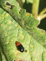 Podagrica fuscicornis