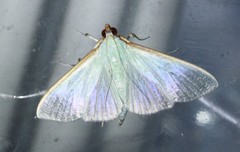 Stemorrhages marthesiusalis