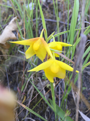 Calochortus amabilis
