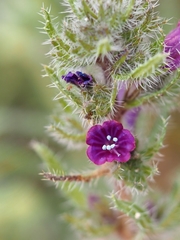 Echium humile