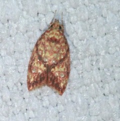 Lophopepla igniferella