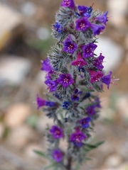 Echium humile