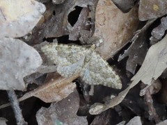 Coenotephria ablutaria