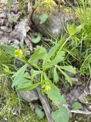 Ranunculus micranthus