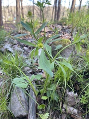 Ranunculus micranthus