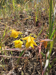 Calochortus amabilis