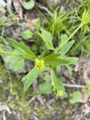Ranunculus micranthus