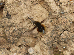 Bombylius discolor