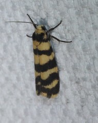 Scaptesyle equidistans