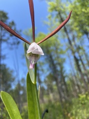 Cleistesiopsis divaricata