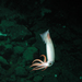 Clawed Gonate Squid - Photo 
NOAA/MBARI, no known copyright restrictions (public domain)