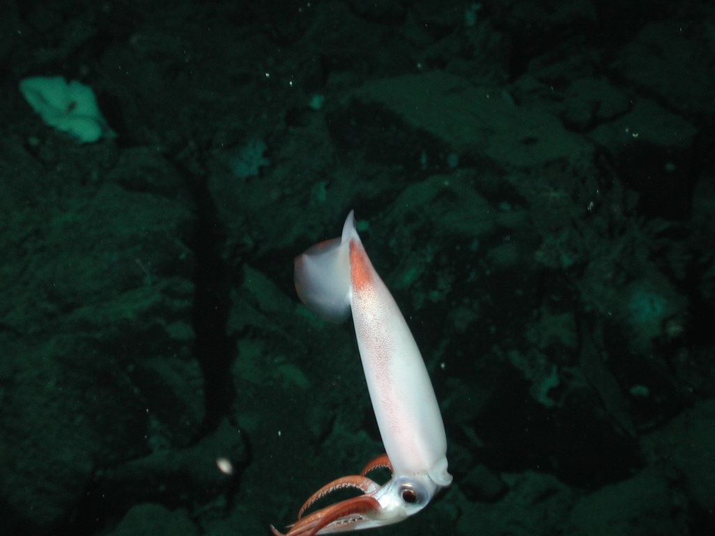 clawed armhook squid