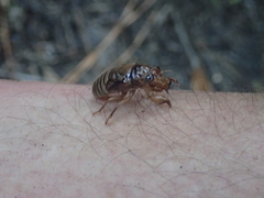 Neocicada hieroglyphica