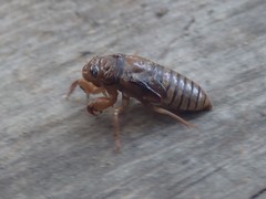 Neocicada hieroglyphica