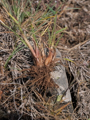 Poa bulbosa bulbosa