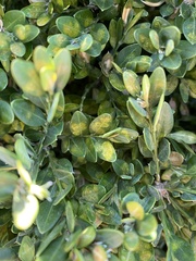 Eurytetranychus buxi