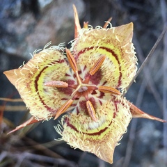 Calochortus tiburonensis