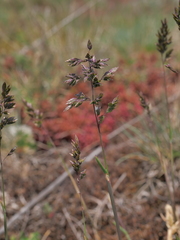 Poa bulbosa bulbosa
