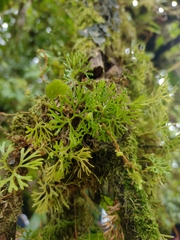 Elaphoglossum peltatum