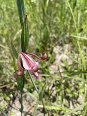Cleistesiopsis oricamporum