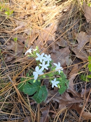 Cnidoscolus stimulosus