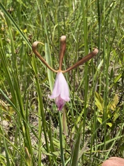 Cleistesiopsis oricamporum