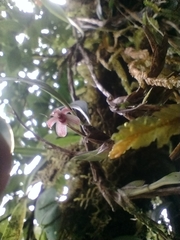Epidendreae