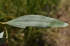 Acacia leptostachya