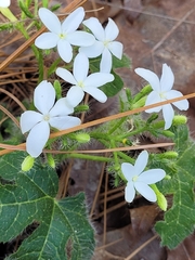 Cnidoscolus stimulosus