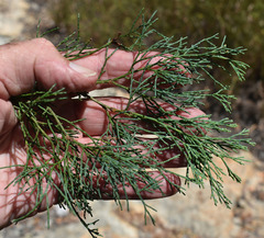 Callitris columellaris