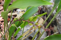 Pitcairnia chiapensis, photograph (c) Neptalí Ramírez Marcial, some rights reserved (CC BY)