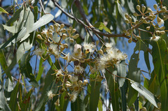 Corymbia clarksoniana