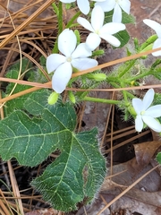 Cnidoscolus stimulosus