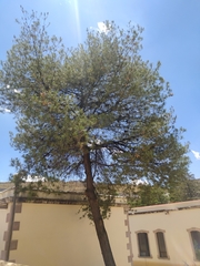 Pinus