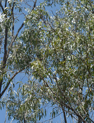 Eucalyptus persistens