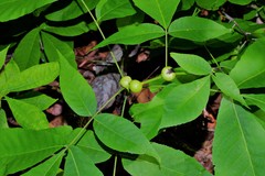 Phylloxera caryaecaulis