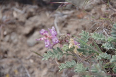 Astragalus andersonii